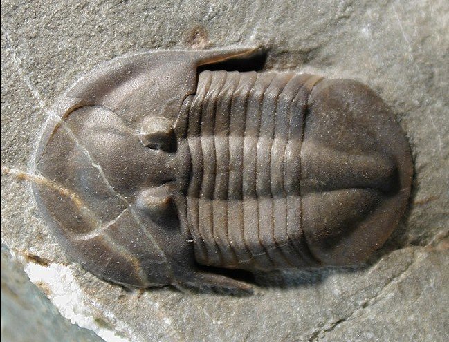 Nevada Lower Cambrian Asaphid Trilobite Lachnostoma latucelsum
