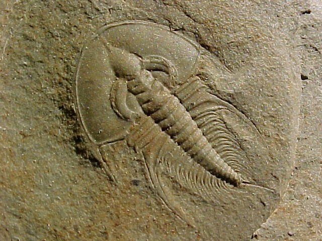 Olenellus chiefensis