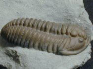 Flexicalymene retrorsa Trilobite