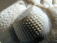 Schizochroal eyes of the Devonian Phacopid trilobite Phacops rana
