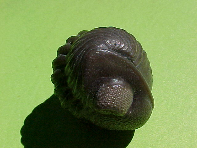 Phacops (Eldredgeops) rana crassituberculata