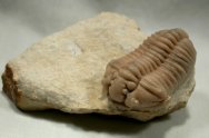 Calymene clavicula Oklahoma Silurian Trilobite