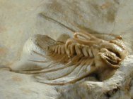 Dicranurus hamatus elegantus Trilobite