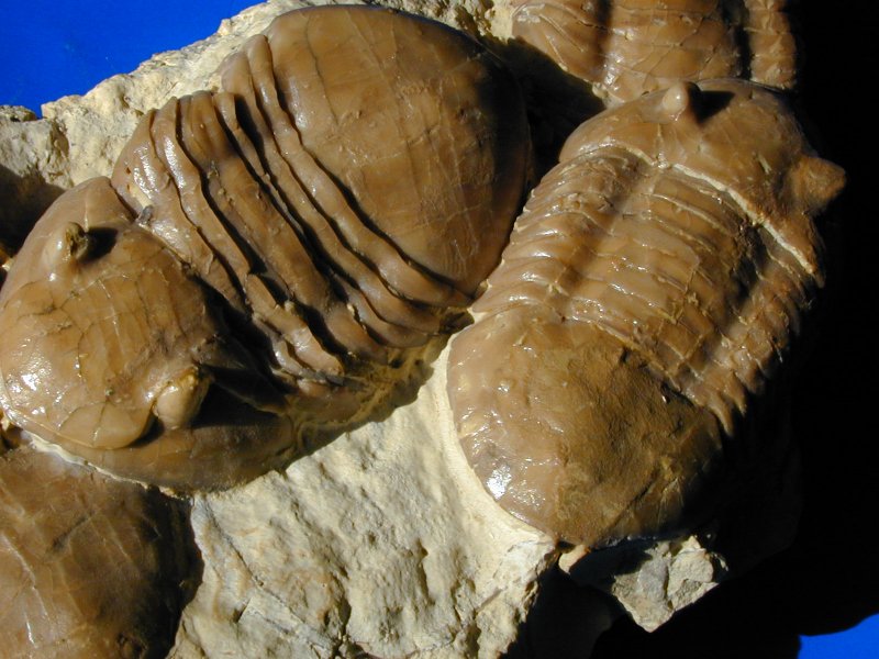 Homotelus bromidensis Trilobites