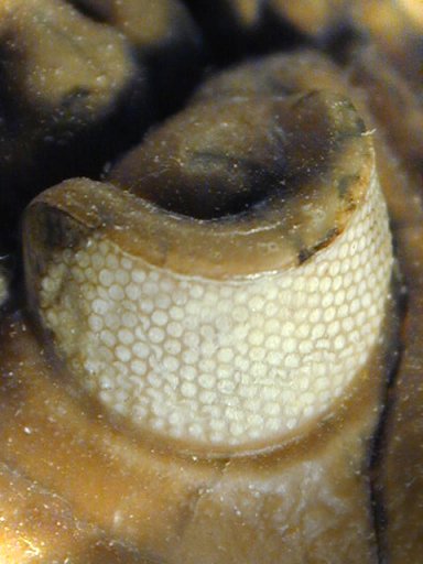 Schizochroal Eye of Trilobite