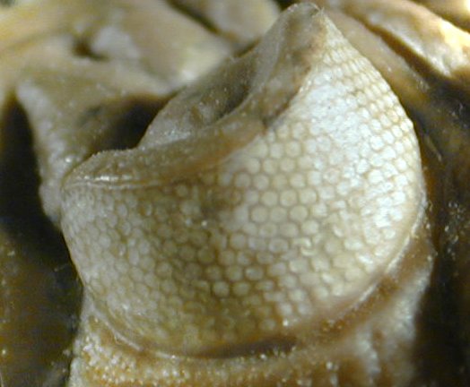Schizochroal Eyes of Trilobite Reedops deckeri
