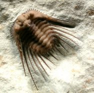 Kettneraspis williamsi