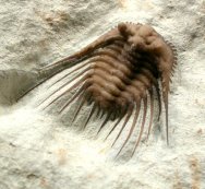 Kettneraspis williamsi Oklahoma Trilobite