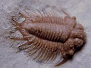 Acanthopyge Oklahoma Trilobite