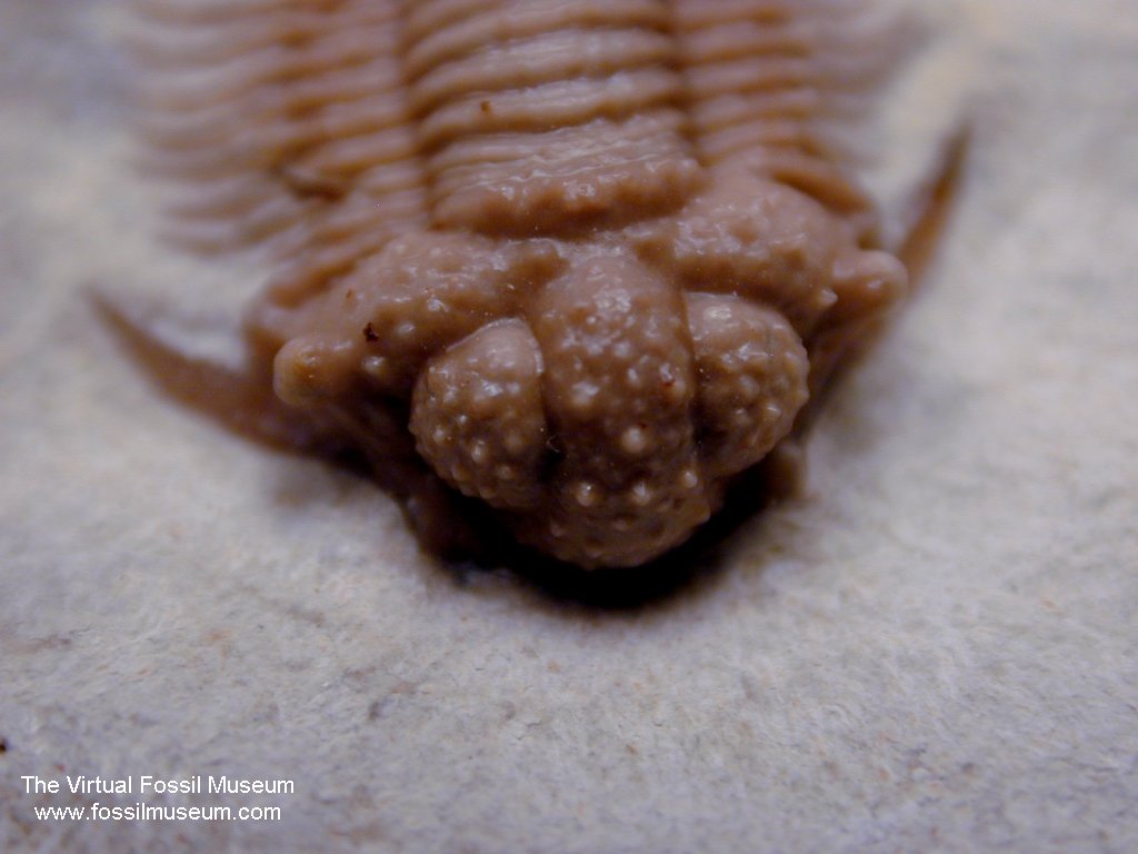 Acanthopyge consanguinea Oklahoma Trilobite