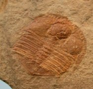 Paratrinucleus Ordovician Trinucleid Trilobite from Virginia