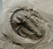 Radnoria Trilobite