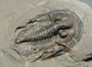 Radnoria Trilobite