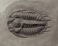 Dorypyge Trilobite