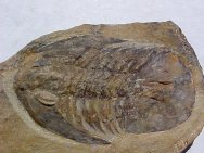 Glossopleura Trilobite