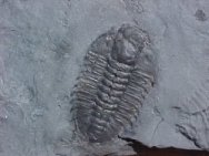Kootenia Trilobite