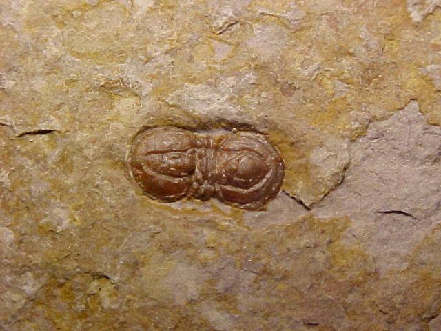 Peronopsis segmenta