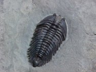 Pseudocybele nasuta