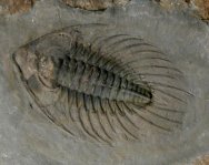 Zacanthoides Trilobite