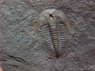 Glyphaspis Montana Trilobite