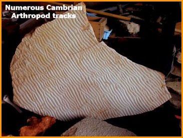 Diplichnites trace fossil from Mount Simon Sandstone in Central Wisconsin