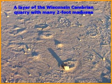 Cambrian madusae jelly fish fossils from Central Wisconsin quarry