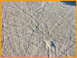 Climactichnites trace fossil