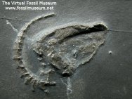 Bundenbach carpoid fossil