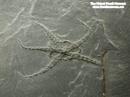 Bundenbach Brittlestar