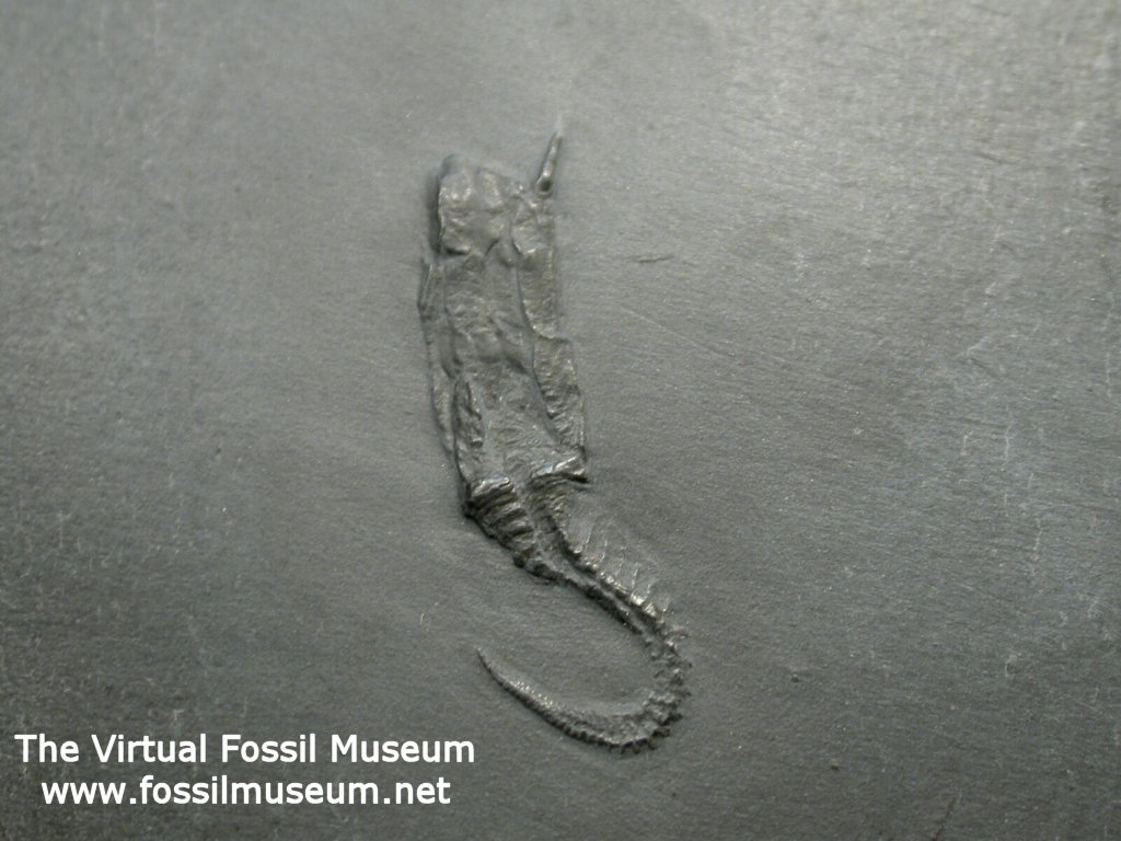 Bundenbach Carpoid Fossil