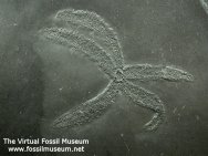 Urasterella verruculosa Brittlestar Bundenbach Fossil