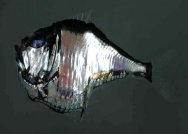 Fish of Genus Argyropelecus