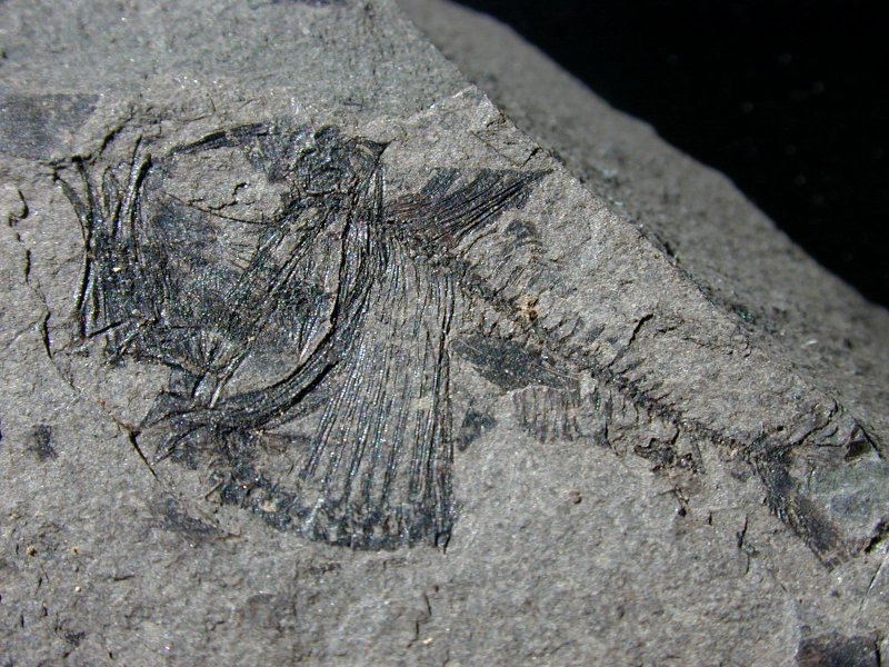 Rare Oligocene Tropical Fossil Fish Argyropelecus