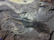 Eomyctophum Fish Fossil