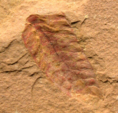 Acanthomeridion serratum from Chengjiang