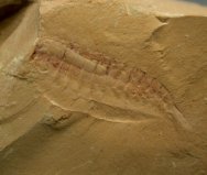 Alalcomenaeus, Unusual Opabinid Arthropod Fossil Chengjiang