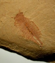 Anomalocarididae