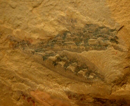 Haikouella Fossil