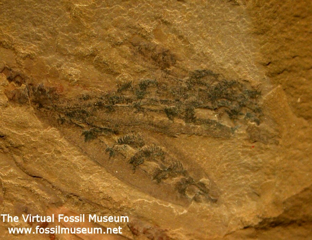 Haikouella lanceolata fossil
