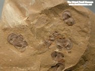 Kunmingella douvillei arthropod fossils