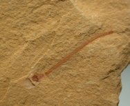 Lingulella, an Ancient Brachiopod from Chengjiang Biota