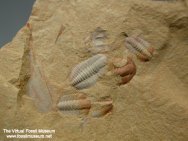 Palaeolenus Trilobites