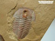 Wutingasps Trilobite