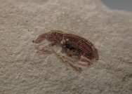 Curculionidae insect fossil