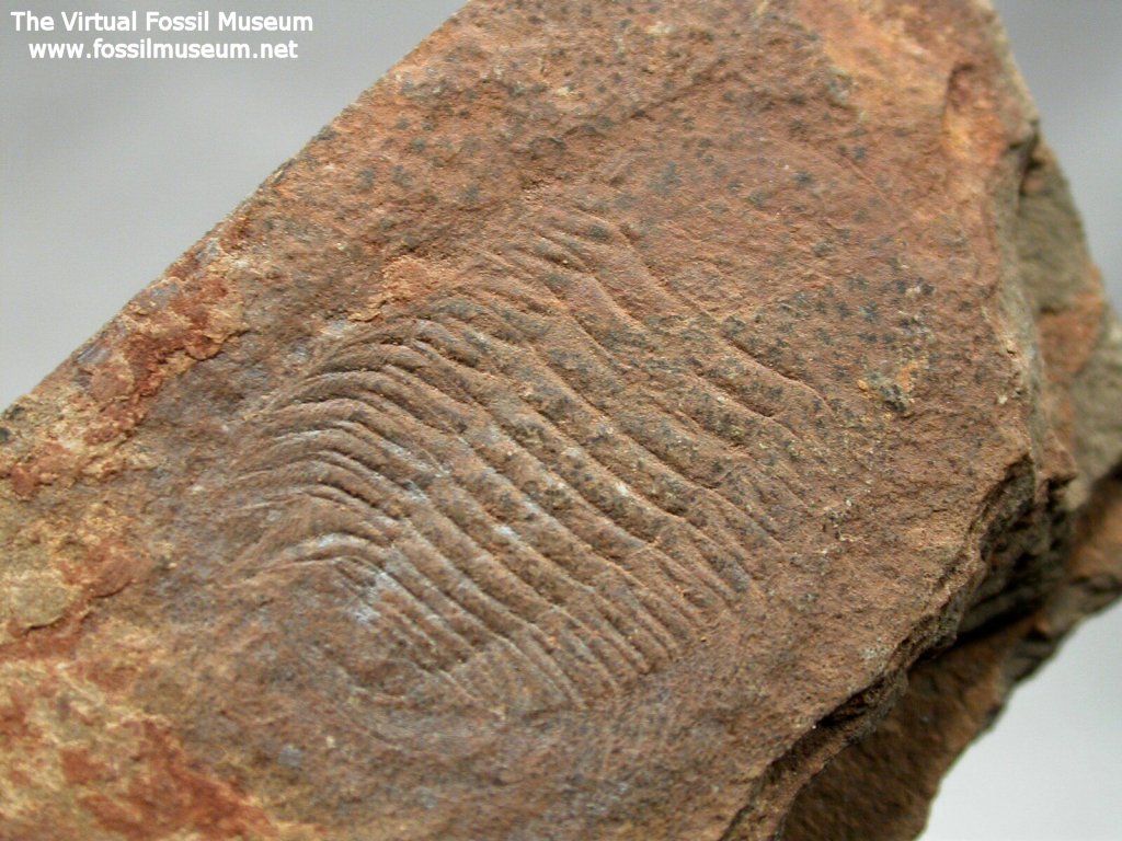 Bathynotus Redlichiid Trilobite from Kaili