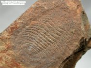 Bathynotus keuichousensis trilobite