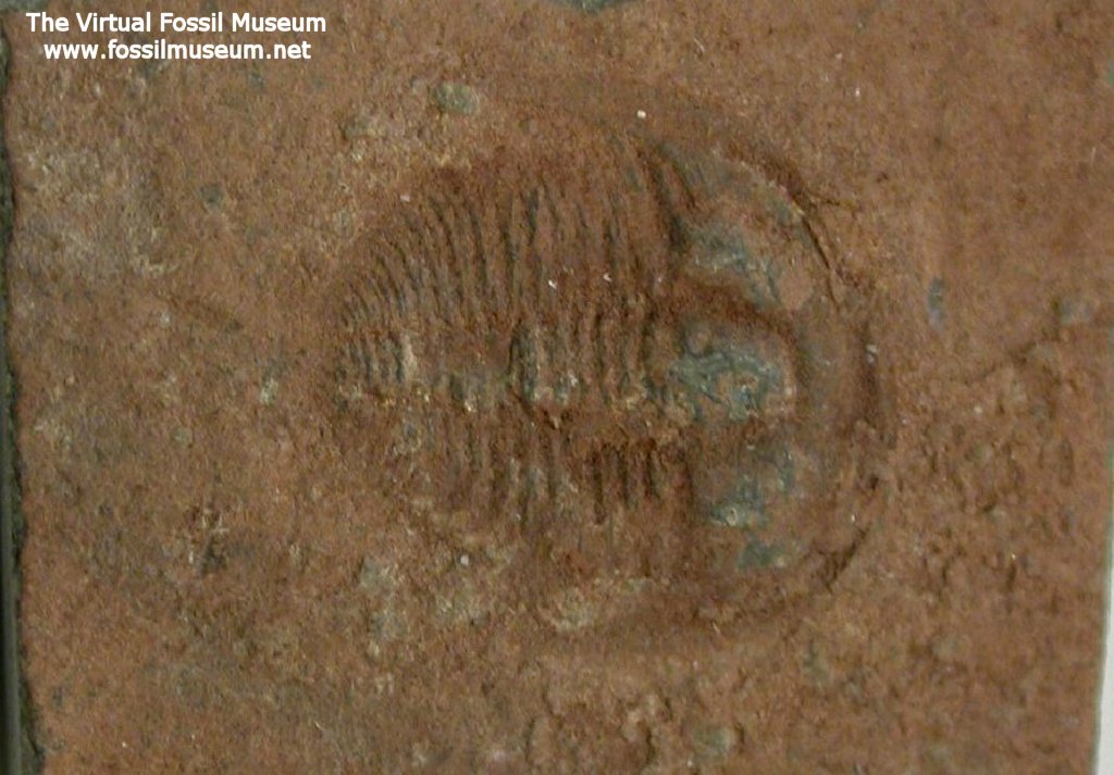 Xingrenaspis xingrenersis Trilobite from Kaili