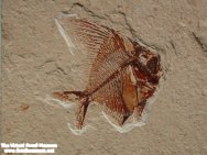 Aipichthys velifer Fish Fossil