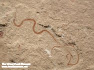 Cretaceous Polychaete Fossil Worms