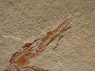 Belonostomus Needle Fish Fossil 